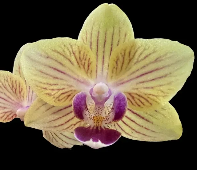 Phalaenopsis Sogo Allen 'F2095'
