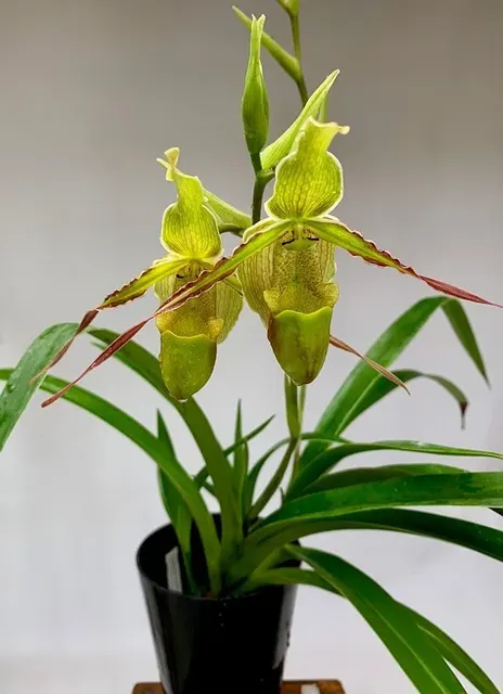 Phragmipedium longifolium 'Big'