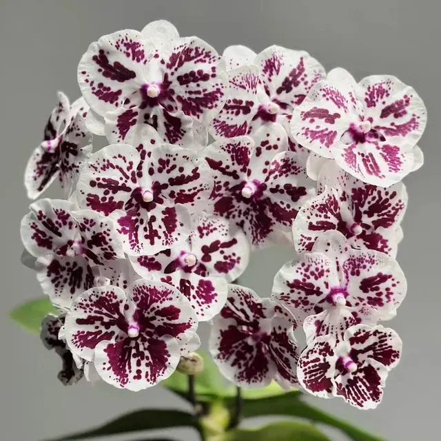 Phalaenopsis Lioulin R Lip
