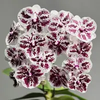 [Bare-root][AS-IS Import] Phal. Lioulin R Lip '1274' 黑白獨角獸 [2.8" BS] [Jun Preorder 26]