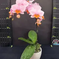 [Bare-root][Import AS-IS] #PA# Phal. Tulcan 圖爾坎 [2.5" BS][Sept Preorder 26]