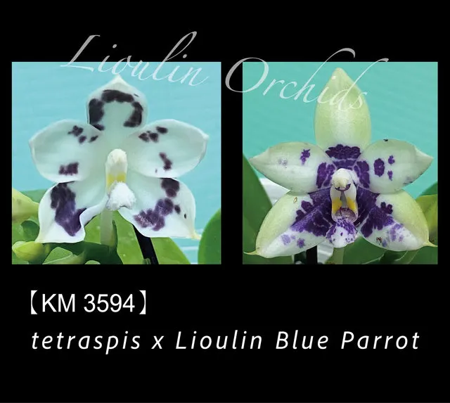 Phalaenopsis tetraspis x Lioulin Blue Parrot