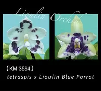 Phal. tetraspis x Lioulin Blue Parrot