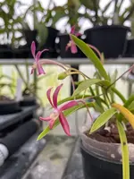 Neofinetia falcata ‘Kyobijin’