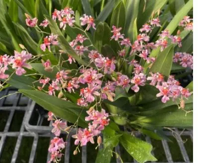 Oncidium Twinkle 'Pink Fantasy' (Oncidium)