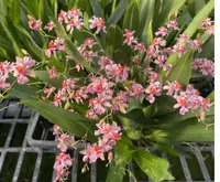 Flask - Oncidium Onc. Twinkle 'Pink Fantasy'