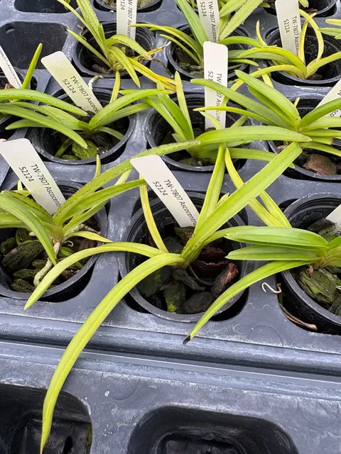 Ascocentrum curvifolia (Ascocentrum)