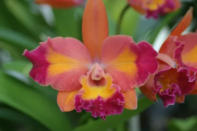 Laeliocattleya Fire Gem (Laeliocattleya)