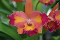Lc. Fire Gem (Trick or Treat x Aussie Sunset) Orchid Plant 2.5" Pot