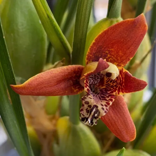 Maxillaria tenuifolia 'Variegata' (Maxillaria)