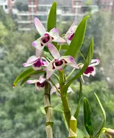 Dendrobium nobile fma. carnea