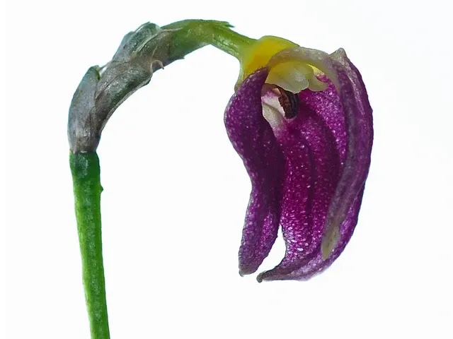 Masdevallia proboscoidea (Masdevallia)