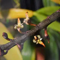 Bulbophyllum imbricatum