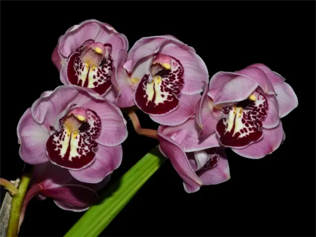 Cymbidium Lava Volcanica (Cymbidium)