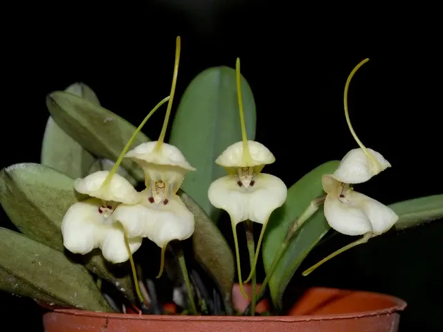 Masdevallia leonii (Masdevallia)
