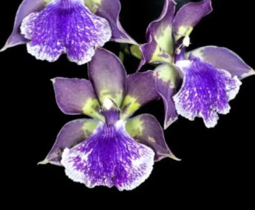 Zygonisia Murasakikomachi (Zygonisia)