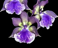 Zns. Murasakikomachi (GV586) ( - - Zygopetalinae subtribe ) Zns.=Zygonisia