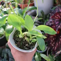 Liparis cathcartii