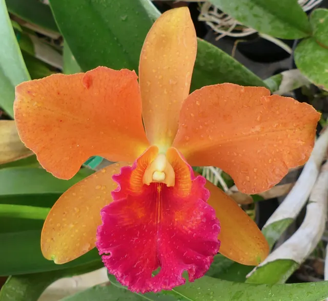 Brassolaeliocattleya Odom's Waxy Shinfong (Brassolaeliocattleya)