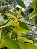 Vanilla Bean Orchid Plant - Tropical Vine - Vanilla Planifolia - 4-6" Long - Requires Support and Good Ventilation
