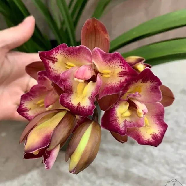 Cymbidium Sweet Wine 'No.17'