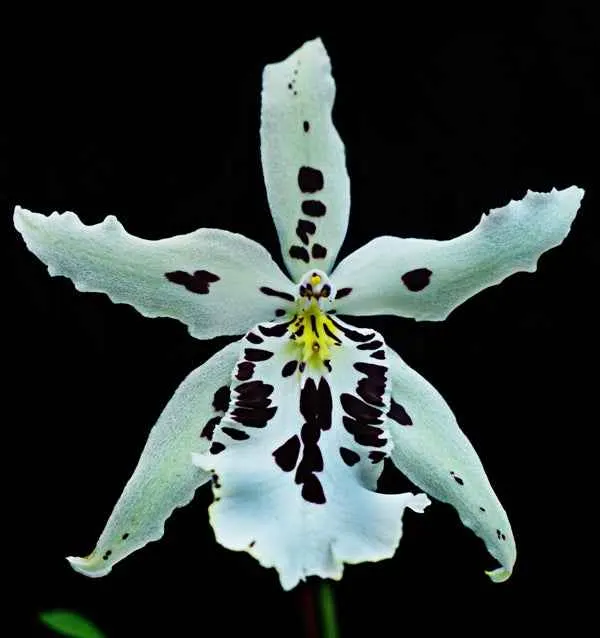 Aliceara Snowblind 'Sweet Spot'