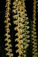 Dendrochilum cobbianum