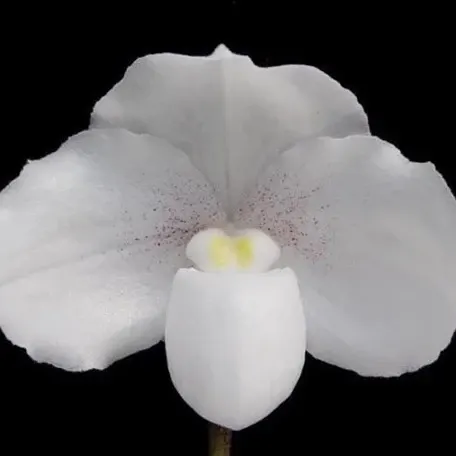 Paphiopedilum niveum × sib (Paphiopedilum)