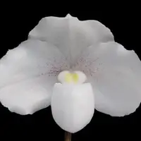 Paphiopedilum niveum × sib 2.5"