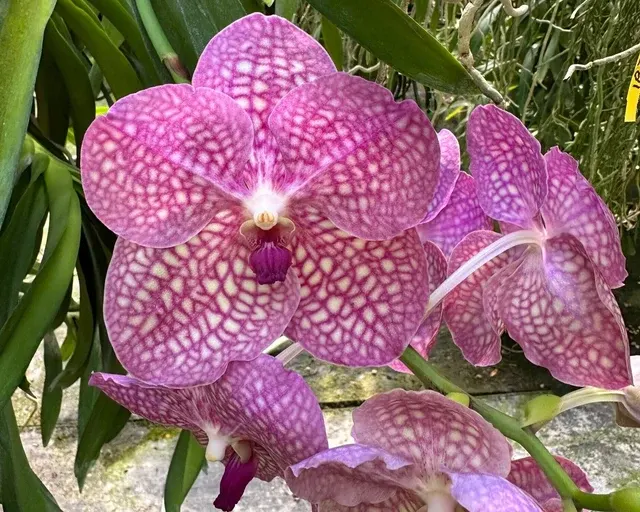 Vanda Arthur Lauffenberger 'Mary Motes'