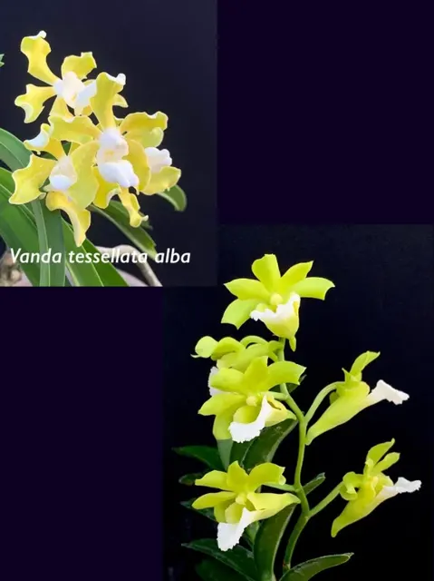Vanda Chao Praya Emerald (Vanda)