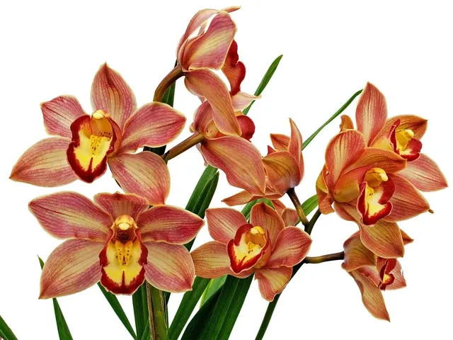 Cymbidium Fresita Big Especial (Cymbidium)