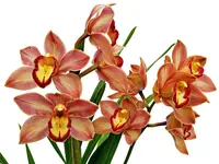 Cymbidium Fresita Big Especial (hp) (medium)