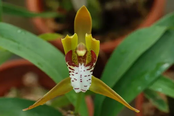 Cymbidium tigrinum