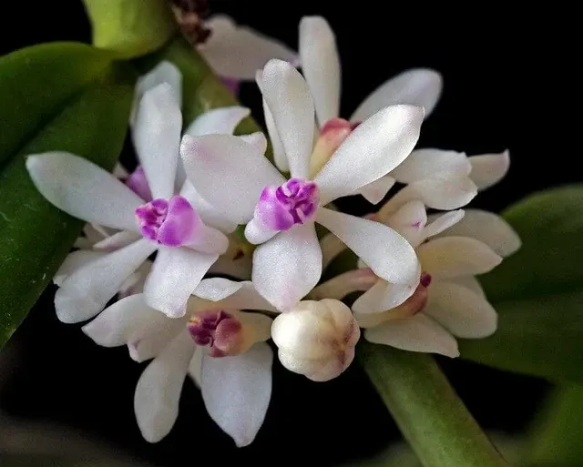Trichoglottis rosea var breviracema (Trichoglottis)