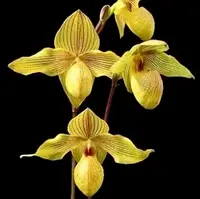 Paphiopedilum Lady Isabel x armeniacum 'Green Valley'