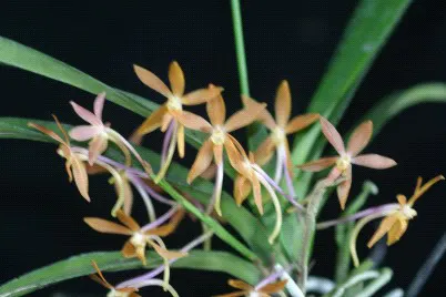 Vanda Cherry Blossom (Vanda)