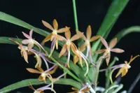 V. Cherry Blossom (V. falcata x Asctm. ampullacea (China strain)) (AF 6) (Hybrid)