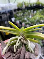 Neofinetia falcata ‘Okjam’