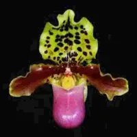 Paphiopedilium henryanum