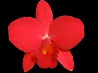 Rlc. Ability Red ‘Sunset Memory’ SM/JOGA (Rlc. Birthday Dream x C. Psyche) (2” pot)
