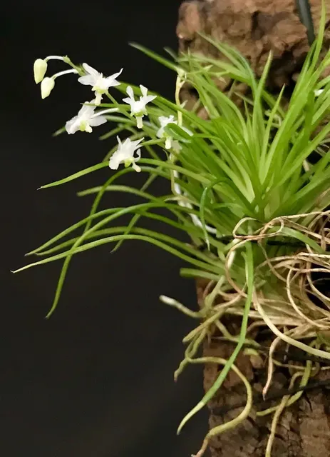 Phymatidium falcifolium
