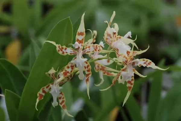 Odontoglossum crocidipterum