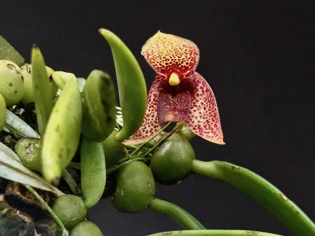 Trias disciflora (Trias)