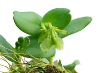 Epidendrum difforme