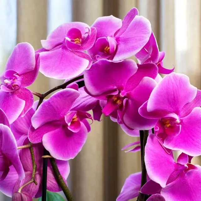 Phalaenopsis Freeride SS