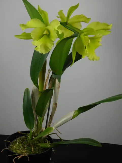 Brassolaeliocattleya Ports of Paradise