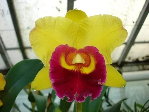 Brassolaeliocattleya CHUNYEAH