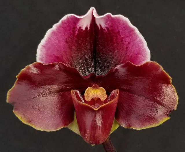 Paphiopedilum Patricia Geyer (New Direction 'Weltz Lavender Sonata' x Hamana Fairy 'Red Moon Rising')