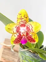 Phal. Orchid World — Blooming Size